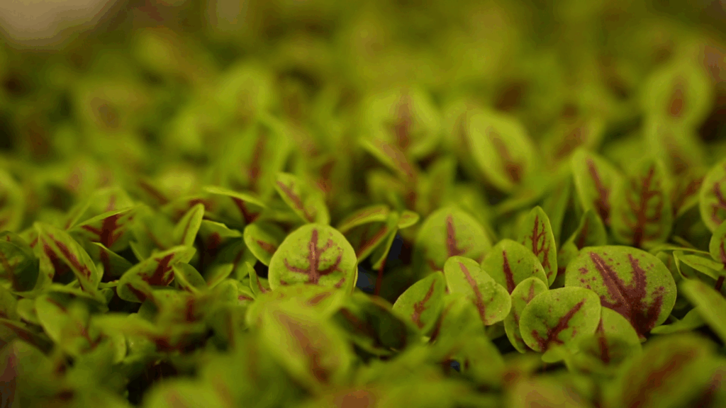Produits d’exception et
herbes aromatiques