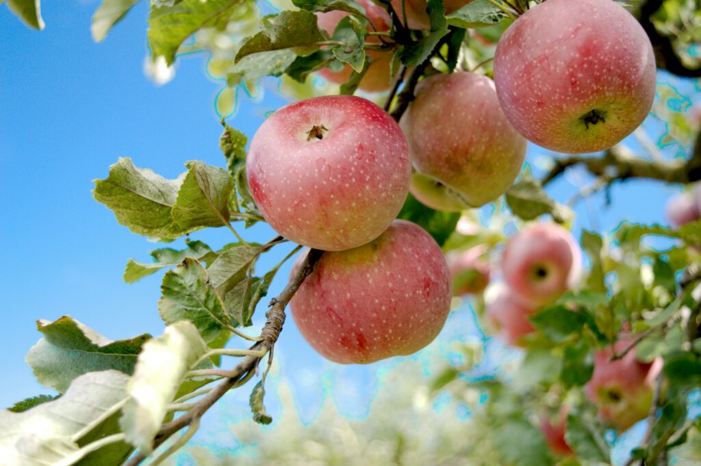Des fruits de saison en provenance d'Alsace