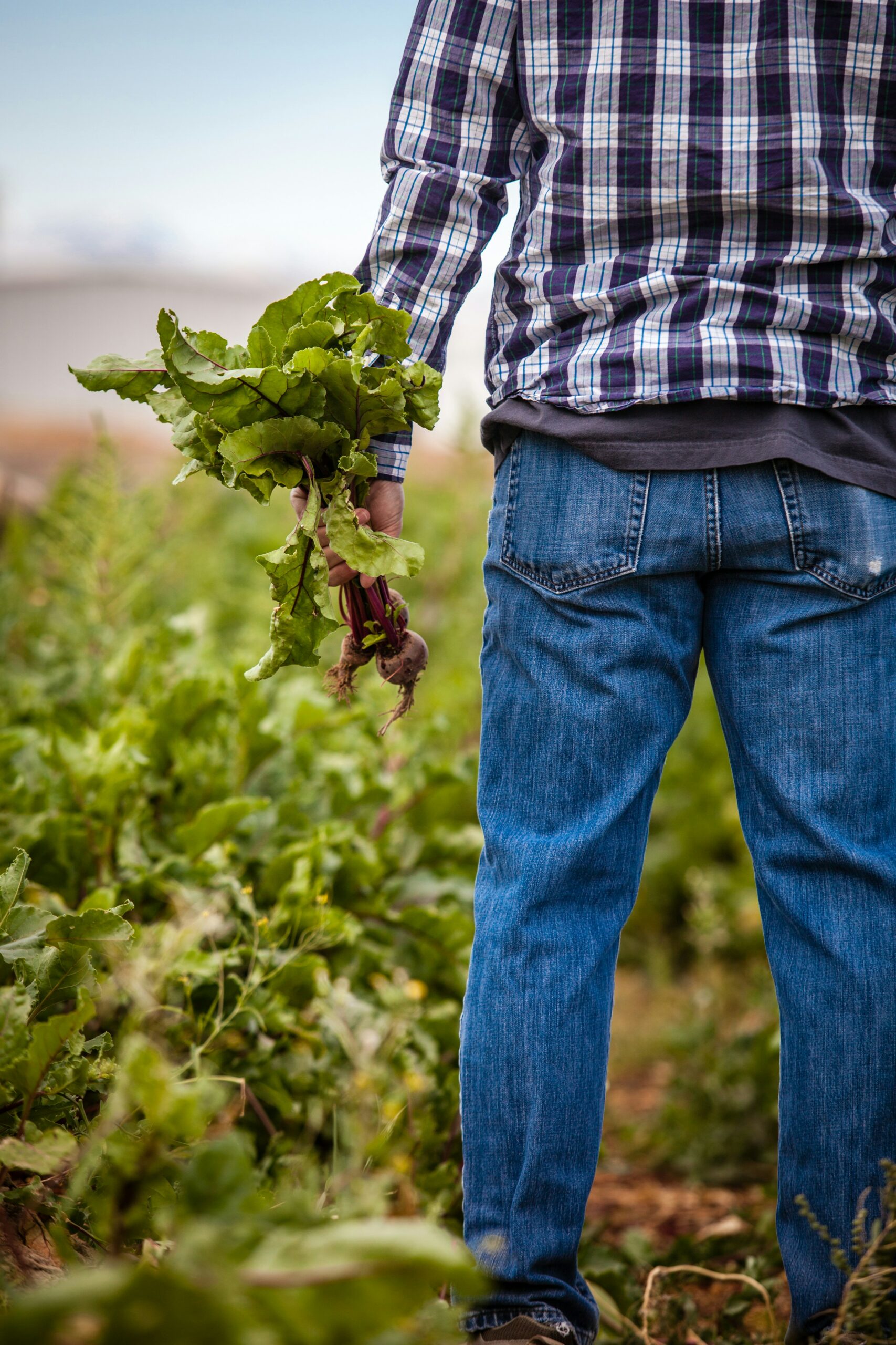 Un sourcing local privilégié pour nos fruits et légumes