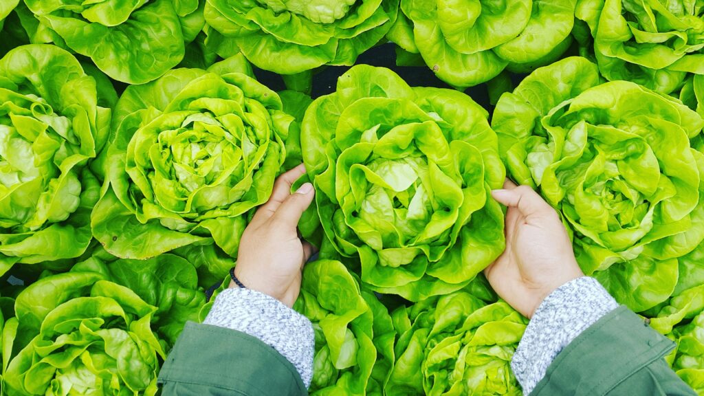 Une sélection de légumes feuilles & salades frais